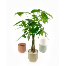 Money Tree Braided 6" as a Gift